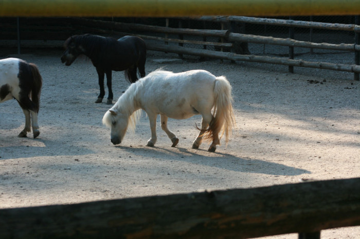 Picture 332 - animale