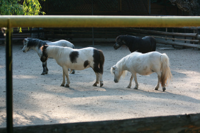 Picture 333 - animale