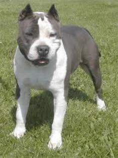 images - american staffordshire terrier