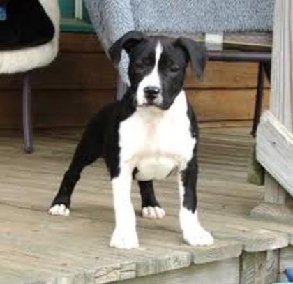 images (2) - american staffordshire terrier