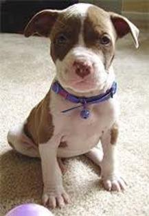 images (3) - american staffordshire terrier