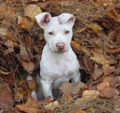 images (9) - american staffordshire terrier