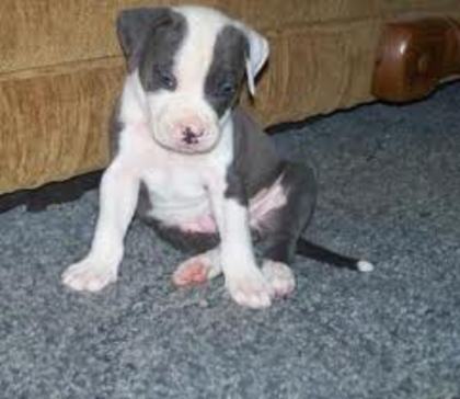 images (10) - american staffordshire terrier