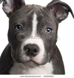 images (11) - american staffordshire terrier