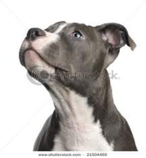 images (13) - american staffordshire terrier