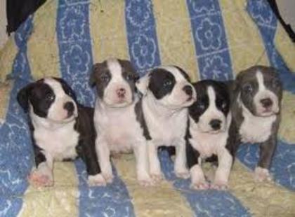 images (15) - american staffordshire terrier