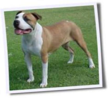 images (17) - american staffordshire terrier