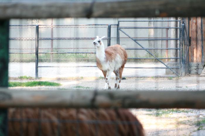 Picture 337 - animale