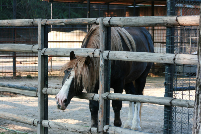 Picture 381 - animale