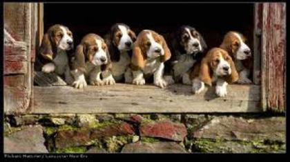 images (1) - basset hound