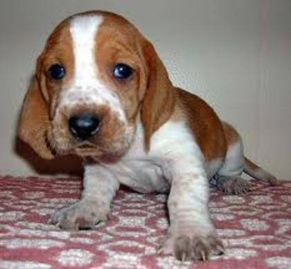 images (3) - basset hound