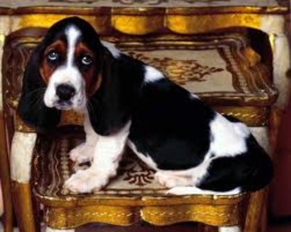 images (4) - basset hound