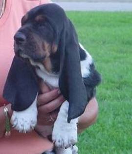 images (6) - basset hound