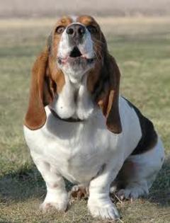 images (7) - basset hound