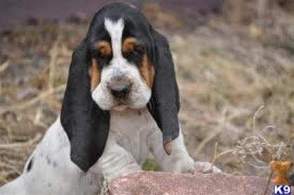 images (8) - basset hound