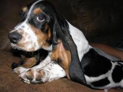 images (9) - basset hound