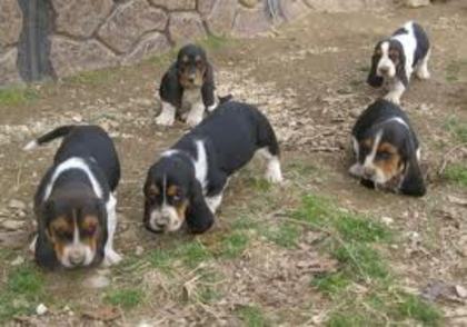 images (11) - basset hound