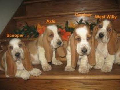 images (12) - basset hound