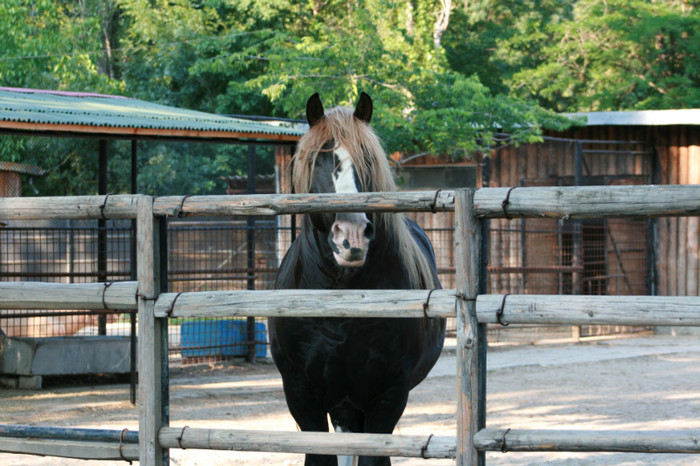 Picture 383 - animale