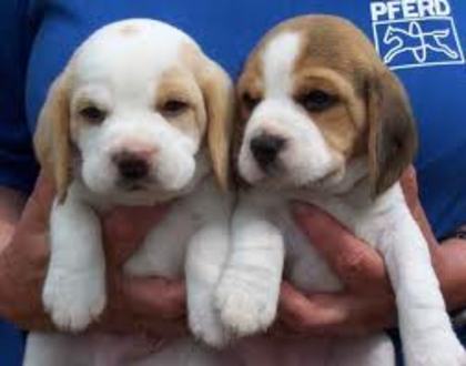 images - beagle