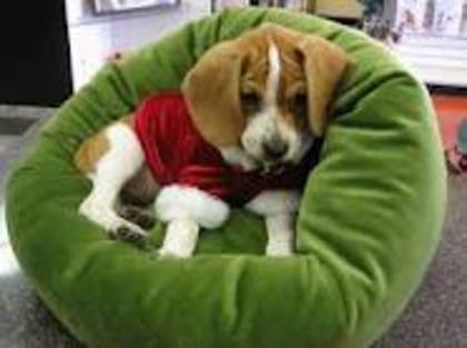 images (1) - beagle