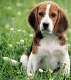 images (5) - beagle