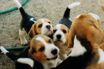 images (9) - beagle