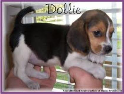 images (10) - beagle