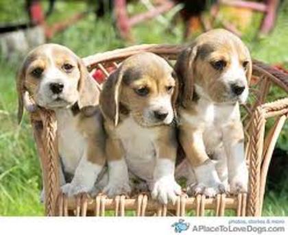 images (11) - beagle