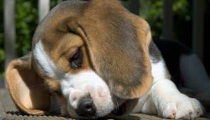 images (12) - beagle