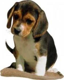 images (13) - beagle