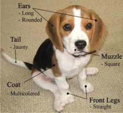 images (15) - beagle