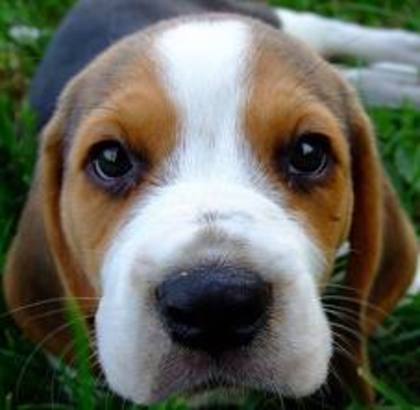 images (17) - beagle