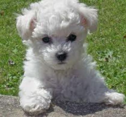 images - bichon frise