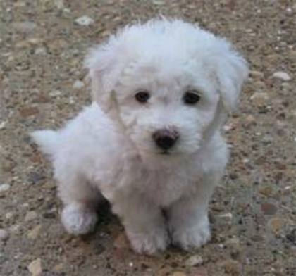 images (2) - bichon frise