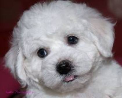 images (5) - bichon frise