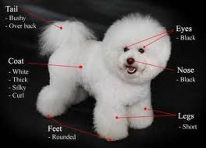 images (8) - bichon frise