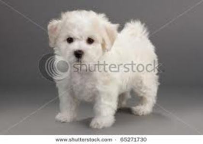 images (9) - bichon frise