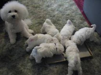 images (10) - bichon frise