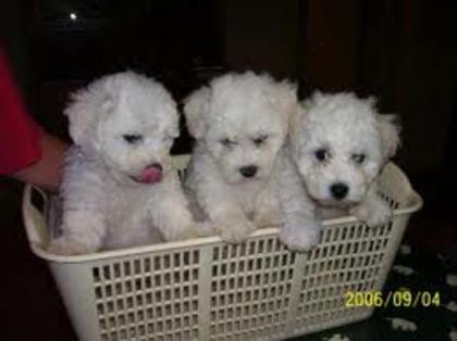 images (12) - bichon frise