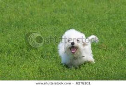 images (13) - bichon frise
