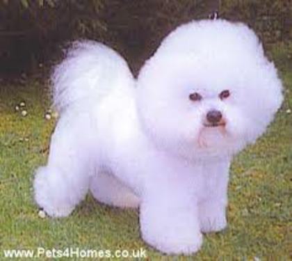 images (15) - bichon frise