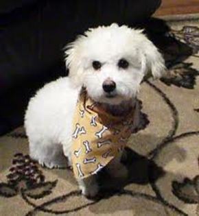 images - bichon frise