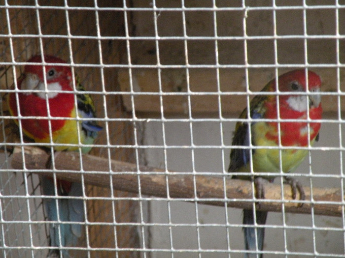 DSCN4092 - A-Rosella