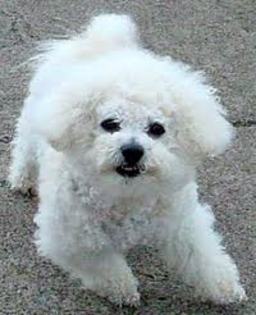 images (6) - bichon havanese