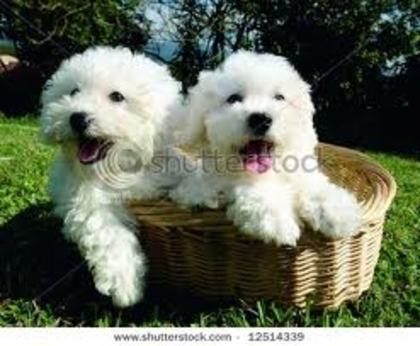 images (8) - bichon havanese