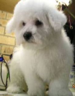 images (12) - bichon havanese
