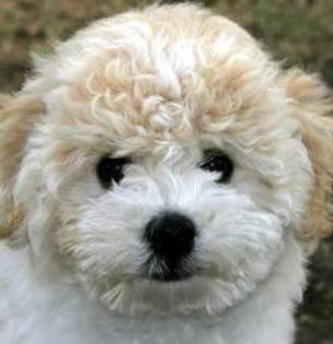 images (14) - bichon havanese