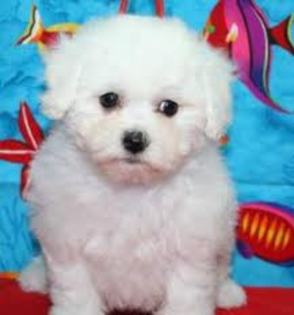 images (15) - bichon havanese