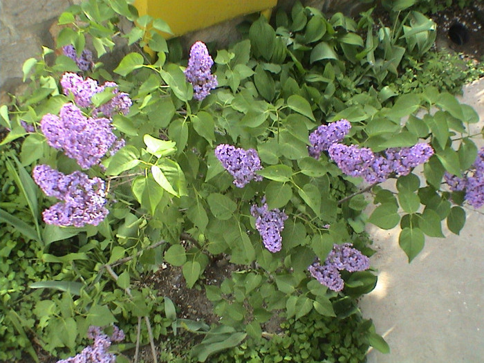 DSC00093